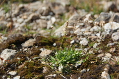 Silene lychnidea