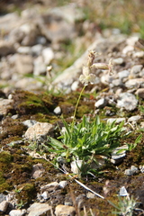 Silene lychnidea