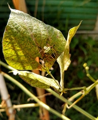 Nezara viridula