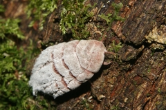 Coelostomidia