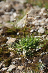 Silene lychnidea