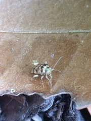 Tropidosteptes