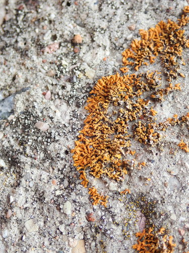 Puikioji geltonkerpė