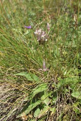 Silene lychnidea