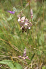 Silene lychnidea