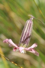 Silene lychnidea