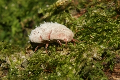 Coelostomidia