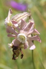 Silene lychnidea