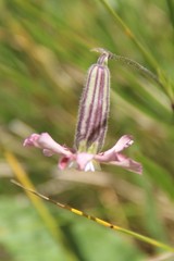 Silene lychnidea