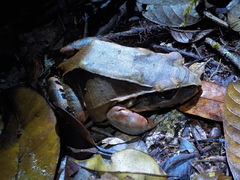 Leptodactylus knudseni