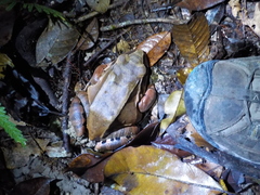 Leptodactylus knudseni