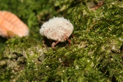 Coelostomidia