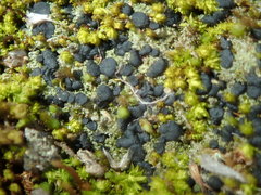 Bacidia bagliettoana