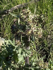 Cirsium fontinale