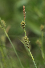 Carex pilulifera