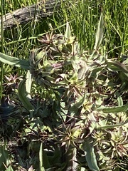 Cirsium fontinale