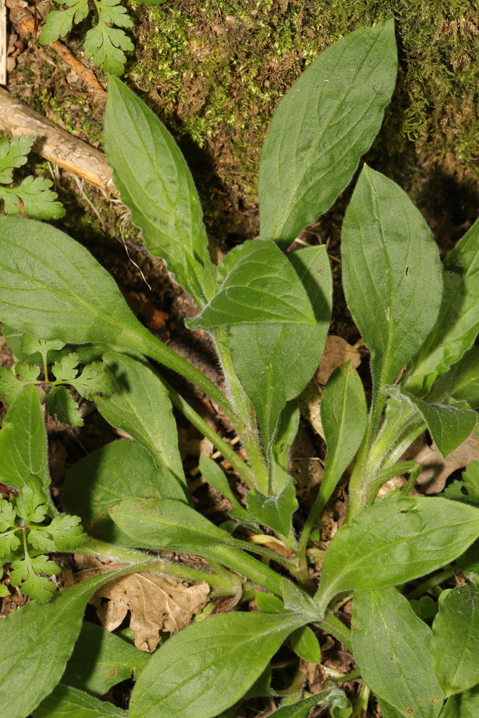 Silene dioica, Norton Priory, Tudor Road, Runcorn, Cheshire, UK