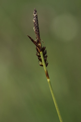Carex pilulifera