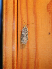 Agonopterix heracliana