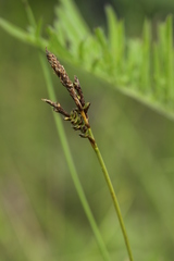 Carex pilulifera