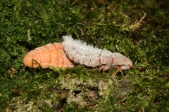Coelostomidia