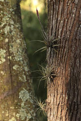Tillandsia latifolia