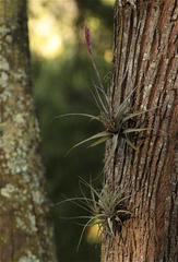 Tillandsia latifolia