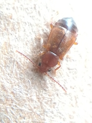 Metopsia