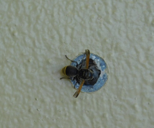Keyhole Wasp photo 4