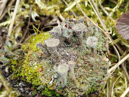 Skrotelinė šiurė nuotrauka