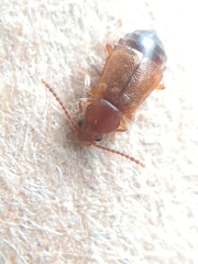 Metopsia