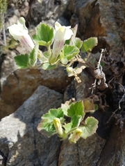 Asarina procumbens