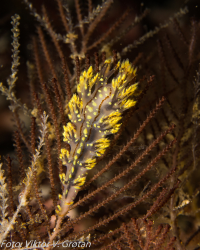 Dendronotus yrjargul