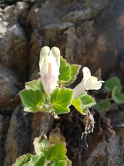 Asarina procumbens