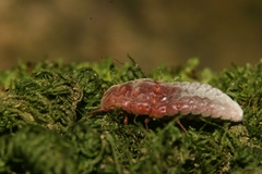 Coelostomidia