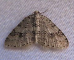 Venusia obsoleta