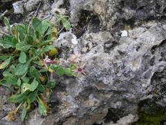 Silene pygmaea