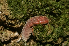 Coelostomidia