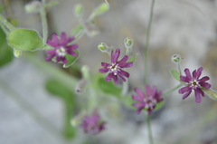 Silene pygmaea