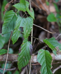 Rubus kawakamii