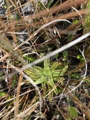 Pinguicula caerulea