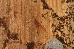 Coelostomidia