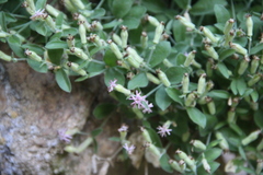 Silene pygmaea