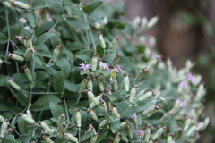 Silene pygmaea