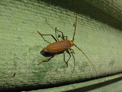 Pantomallus costipennis