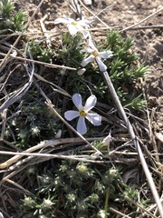 Phlox hoodii
