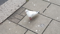 Columba livia domestica
