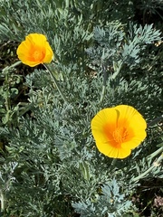 Eschscholzia californica maritima