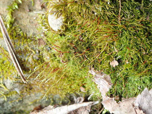 Paprastoji bukasnapė