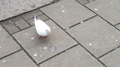 Columba livia domestica